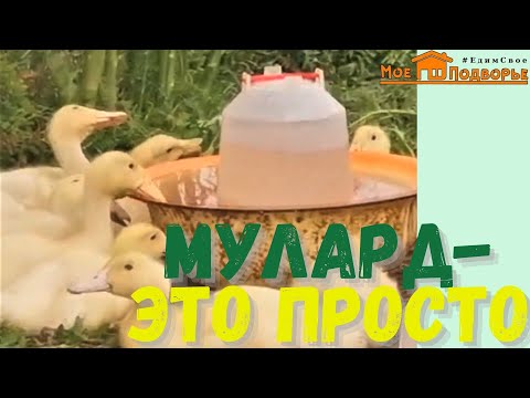 Видео: Муларды и Стар 53: содержание и уход. "Мое Подворье"