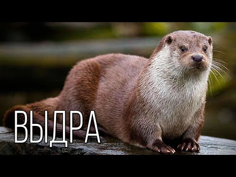 Видео: Выдра: Любительница Рыбалки | Интересные факты про выдр