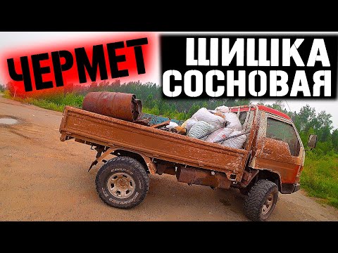 Видео: ЗАМЕНА МЕТАЛО КОПУ! СБОР СОСНОВОЙ ШИШКИ! ЗАРАБОТОК В ТАЙГЕ!