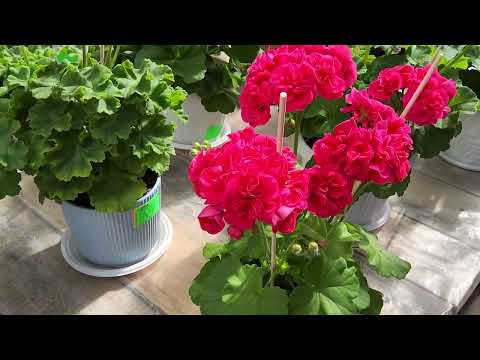 Видео: #551.Большой обзор цветущих пеларгоний!