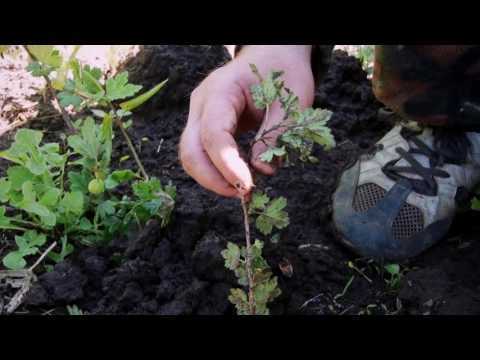 Видео: Размножение крыжовника отводками. Отличный способ