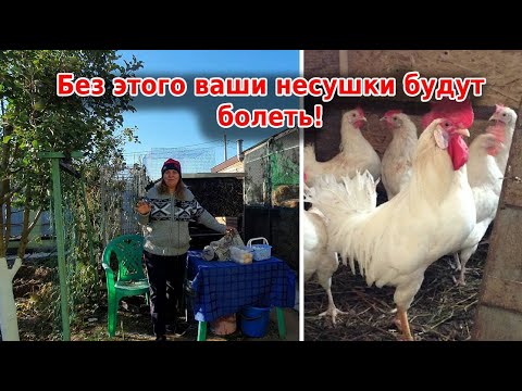 Видео: Лучшие витамины для кур: яблочный уксус и чеснок
