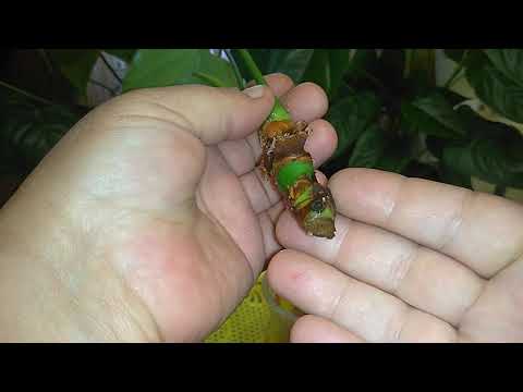 Видео: Антуриум, реанимация корней с нуля