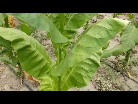 Видео: Еще раз о Магнолии