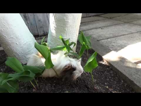 Видео: Adventures of guinea pig in the garden. Funny animals. Приключения морской свинки в саду