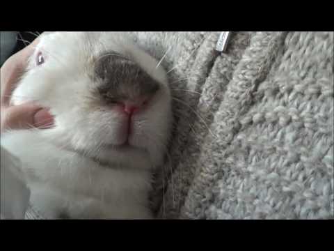 Видео: Болезни кролика ринит или как лечить сопли