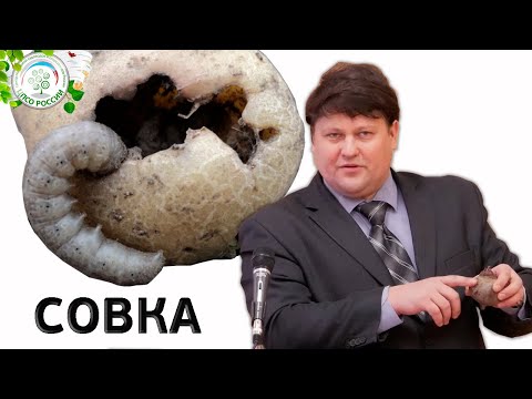 Видео: Вредитель СОВКА. Не пропустите сроки обработки от совки.