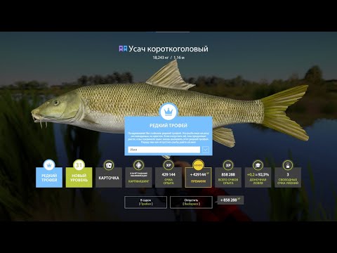 Видео: ЛЕГЕНДАРНЫЙ ФАРМ НА МЕДНОМ ПРОДОЛЖАЕТСЯ, ТРОФЫ УСАЧА НА АХТУБЕ И ЩУКА НА ОСТРОГЕ В РУССКОЙ РЫБАЛКЕ 4