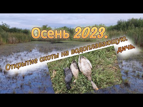 Видео: Осеннее открытие охоты 2023 г. на водоплавающую дичь.