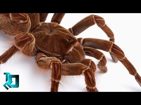 Видео: САМЫЕ БОЛЬШИЕ ПАУКИ В МИРЕ / ТОП 10