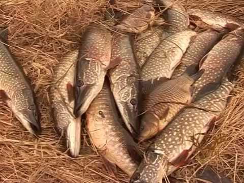 Видео: Охота на Колыме (часть 2). Выпуск 12. (2009 г.)