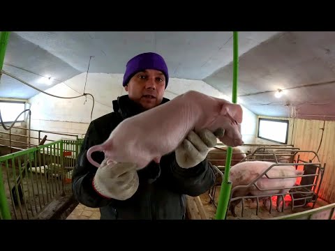 Видео: Таких поросят я ще НЕБАЧІВ, лізли так шо порвали свиням Петлю і задній прохід все порвали це Гіганти
