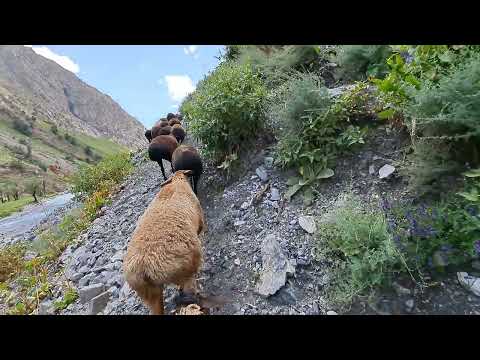 Видео: Дарбораи ойлики дахмардахо.