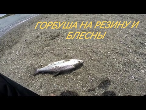 Видео: Ловля горбуши в море на резину и блесны!