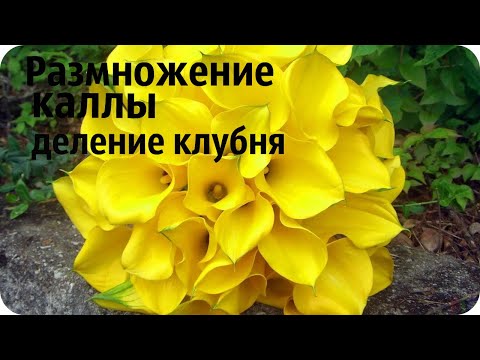 Видео: Размножение каллы деление клубня