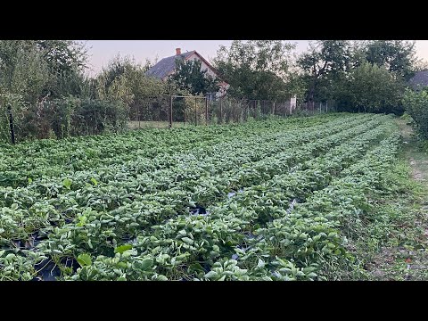 Видео: Остання можливість❗️Хто ще не встиг можна замовити розсаду🌱🍓