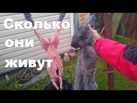 Видео: Сколько живут кролики % Кролики разведение на мясо