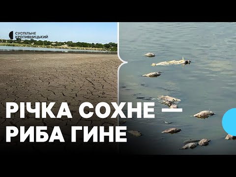 Видео: У пересохлій річці на Кіровоградщині гине риба