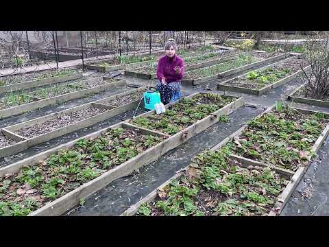 Видео: УСПЕЙТЕ ОБРАБОТАТЬ ЭТИМ КЛУБНИКУ ЕЩЕ ДО ПОЯВЛЕНИЯ БУТОНОВ И ЦВЕТОВ!