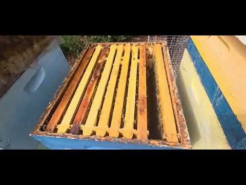 Видео: На рамку РУТ збірка та обробка на зиму 😀