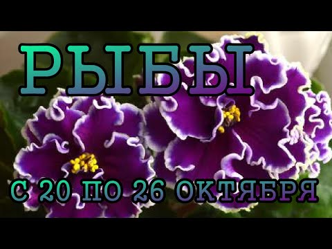 Видео: РЫБЫ таро прогноз на неделю с 20 по 26 ОКТЯБРЯ 2025 года