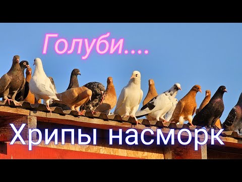 Видео: Голуби жара хрипы и насморк