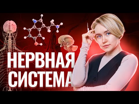 Видео: Нервная система: виды рефлексов, опыты Павлова, торможение рефлексов | Биология ОГЭ | Умскул