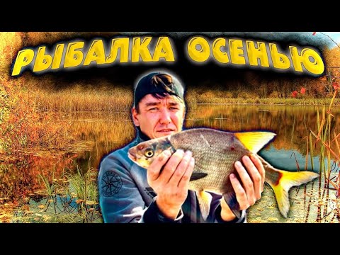 Видео: Попал НА Осенний ЖОР - ЛЕЩ, крупный ПОДЛЕЩИК!! Рыбалка на фидер осенью!