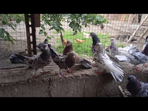 Видео: Бакинские мраморные голуби Сефера в Дербенте!