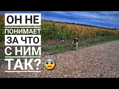 Видео: На трассе где вокруг ни души, бегал напуганый пес, его бросили туда умирать😱