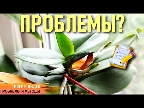 Видео: КАКИЕ ПРОБЛЕМЫ У ОРХИДЕИ МНЕ ПРЕДСТОИТ РЕШИТЬ? СУХАЯ ГНИЛЬ СТВОЛА! ТИЗЕР К ПОЛНОМУ ВИДЕО! ИНТЕРЕСНО!