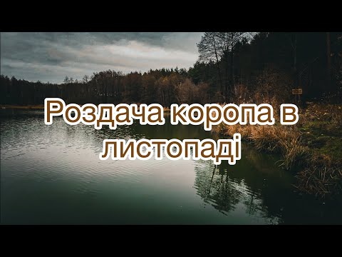 Видео: Роздача коропа в листопаді