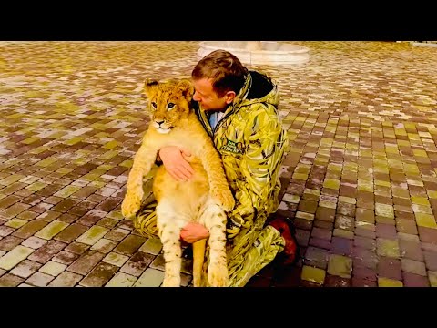 Видео: МОРЕ РАДОСТИ! Олег Зубков взял ШерХана на прогулку и львенок его ПОТЕРЯЛ а потом НАШЕЛ!