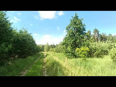 Видео: Прогулка с Гавстером по лесу - #3 - №8