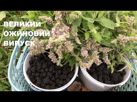 Видео: Ожиновий випуск: 7 корисних рецептів з ожини