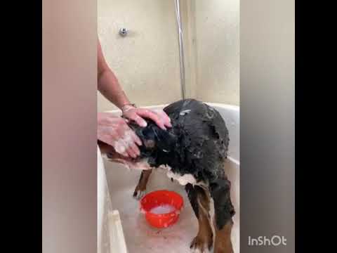 Видео: Груминг бернского зенненхунда. Щенок 4 мес.
