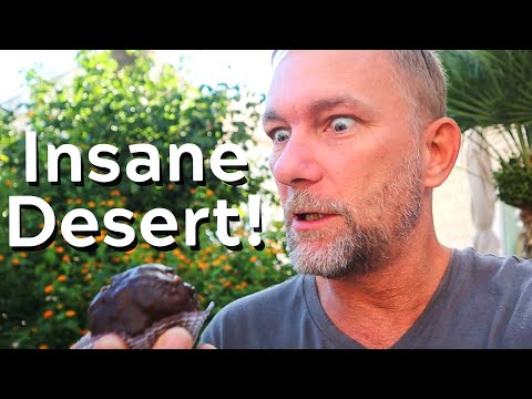 Видео: ЧТО ПОЕСТЬ В КОРЧУЛЕ, ХОРВАТИЯ — Лучшие рестораны Корчулы — Хорватский гастрономический тур