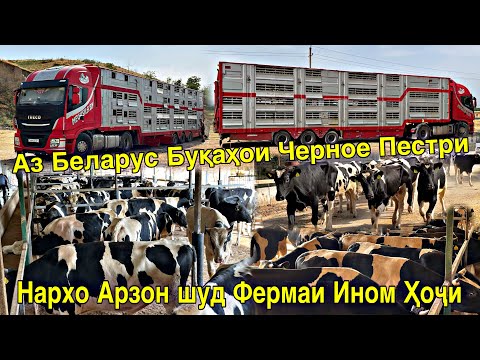 Видео: ИМРУЗ АБЕТИ АЗ БЕЛАРУСИЯ БУҚАҲОИ ЧЕРНОЕ ПЕСТРИ ОМАД ОТКОРМ 14 июля 2025 г.