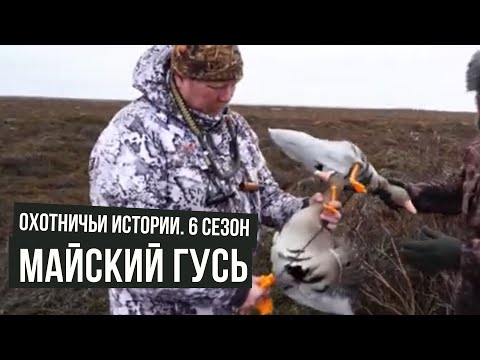 Видео: Майский ГУСЬ \ Охотничьи истории \ #10