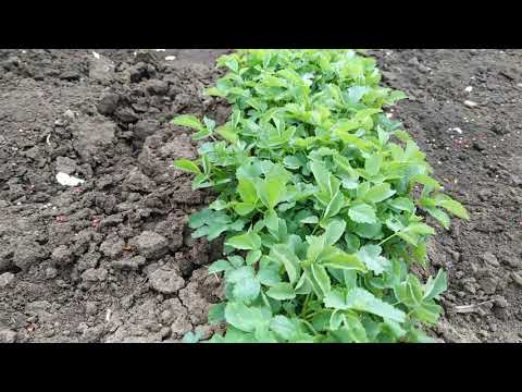 Видео: Ошибка при посеве шиповника.