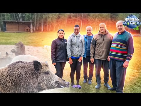 Видео: Дикий кабан вышел из леса посмотреть на приём гостей. Отделка цоколя дома натуральным камнем.