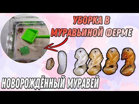 Видео: Муравьиная ферма : уборка + новорождённый муравей 🐜