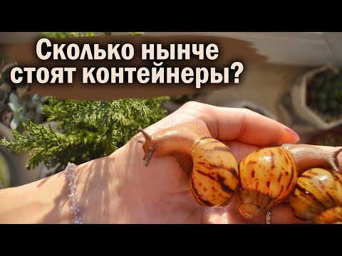 Видео: УБОРКА У УЛИТОК | КЛАДКИ | ПРОДАЖА ТОВАРОВ