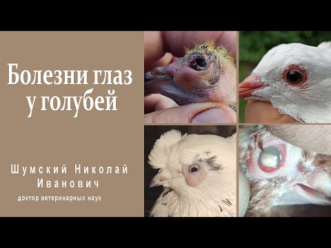 Видео: Болезни глаз у голубей