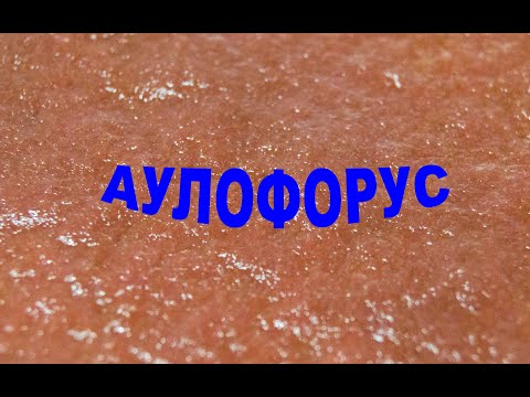 Видео: Аулофорус