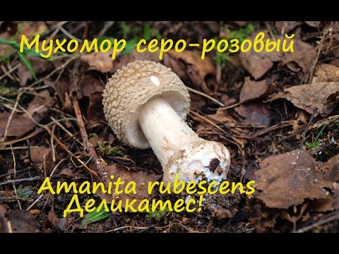 Видео: Деликатесный гриб - мухомор серо-розовый