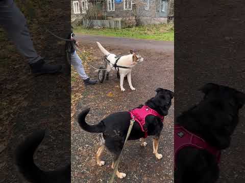 Видео: Шли🐾Упали🙈Подняли😍Опять пошли🐾Так и живем🙏❤️🥰