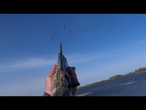 Видео: Охота на гуся 2023. Попали в гусиный рай. Goose hunting 2023. We got to the goose paradise. Ч.1