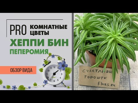 Видео: Пеперомия Хэппи Бин - счастливый боб | Пожалуй, самая необыкновенная пеперомия