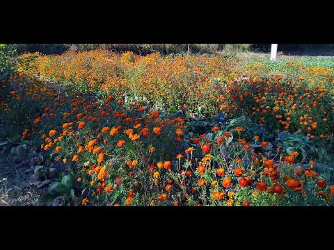 Видео: "Чорнобривці"